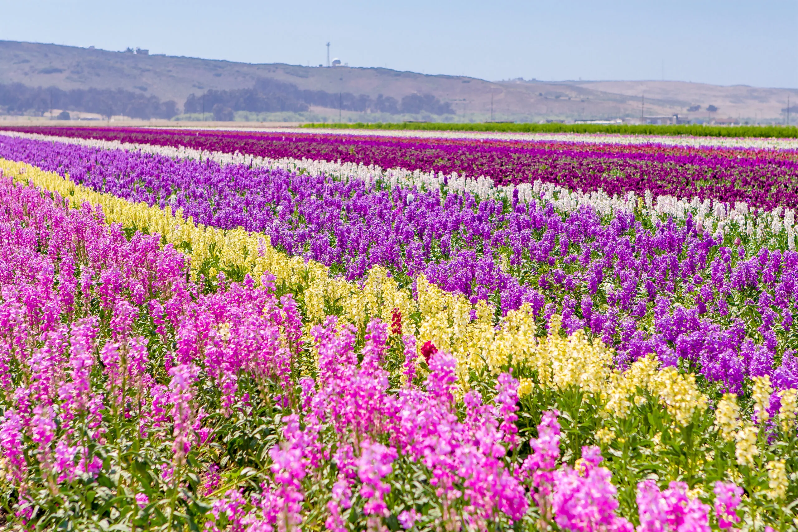 Lompoc Flower Fields