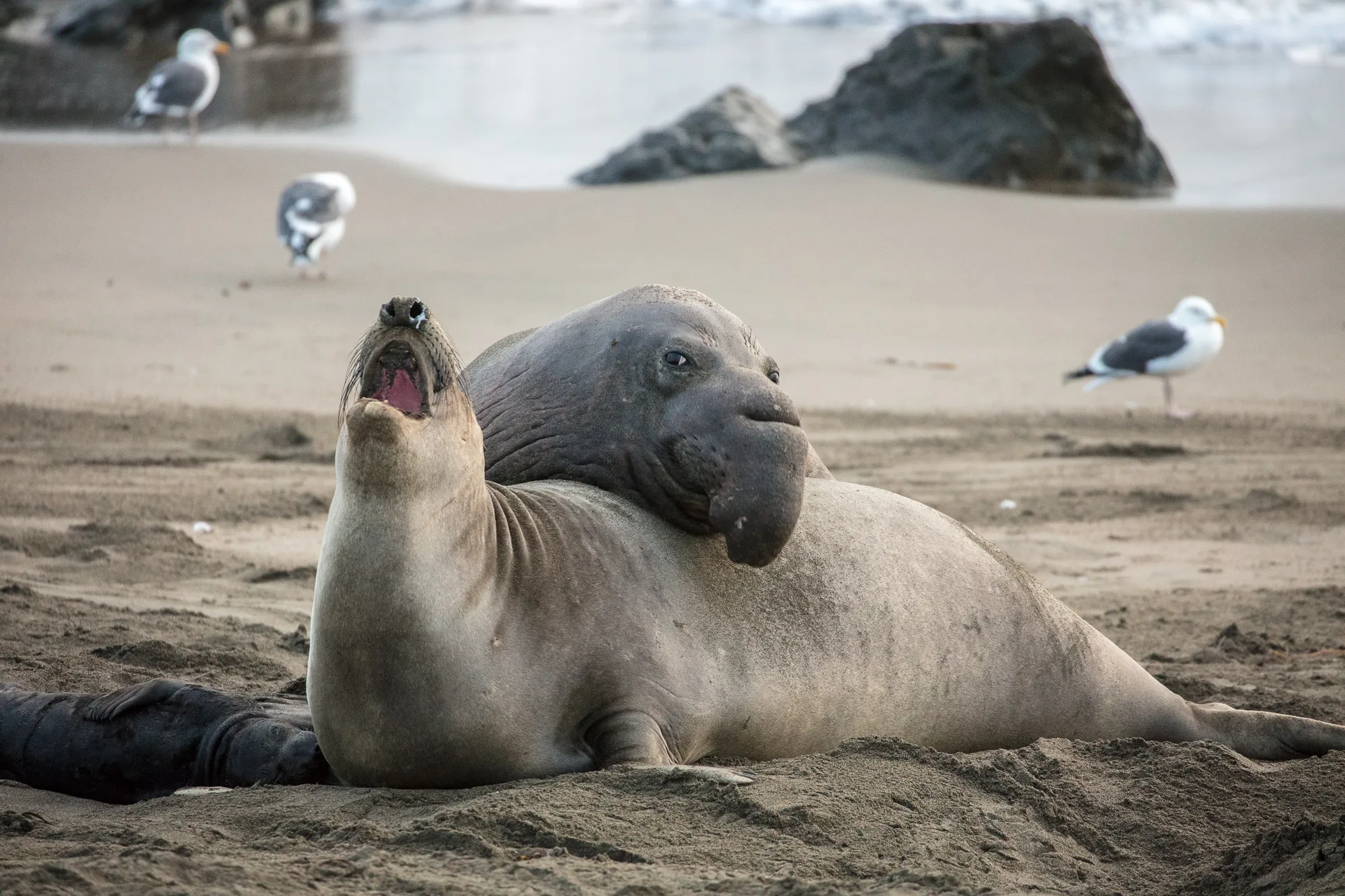 Elephant Seal Vista Point