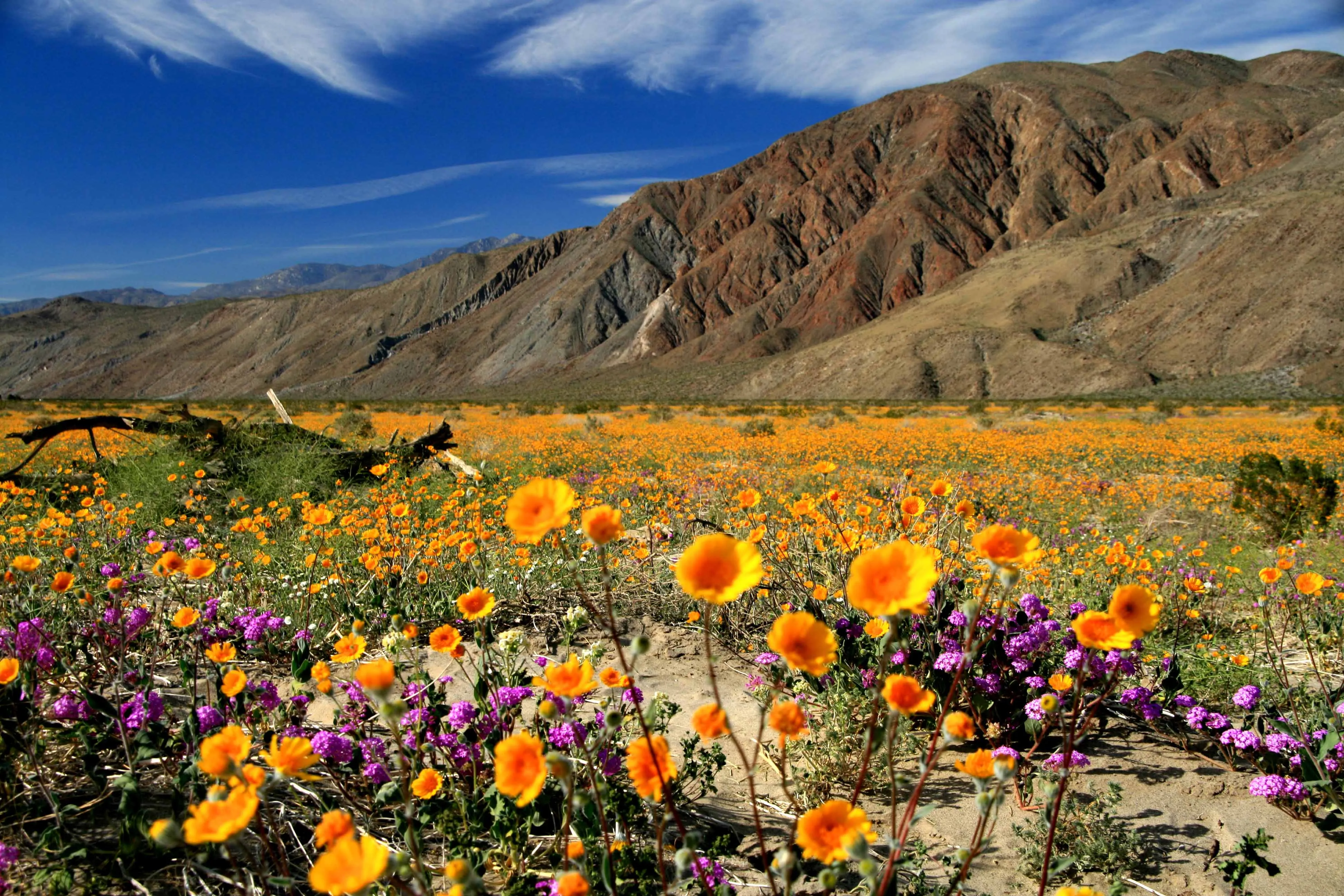 Anza-Borrego Desert State Park