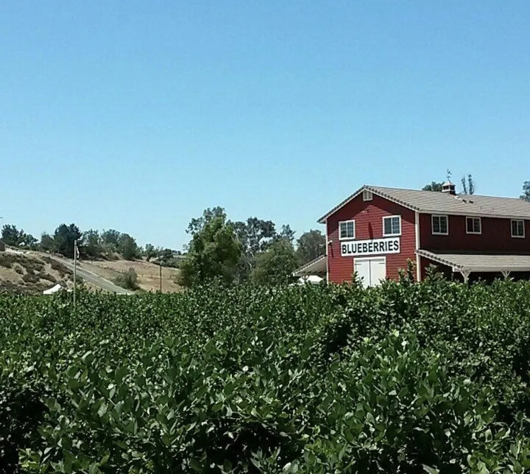 Temecula Berry Co