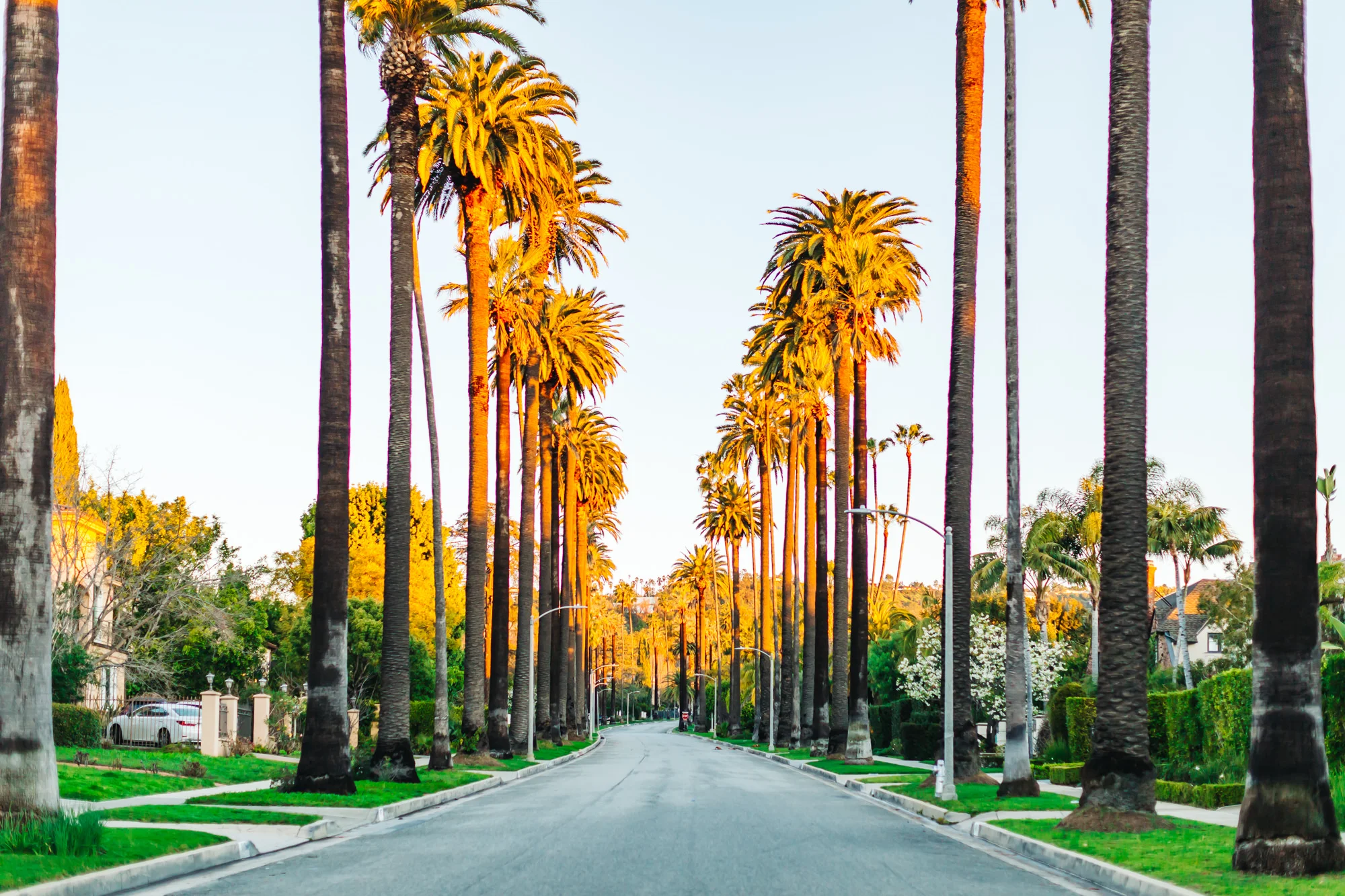 Palm-Tree Street Beverly Hills