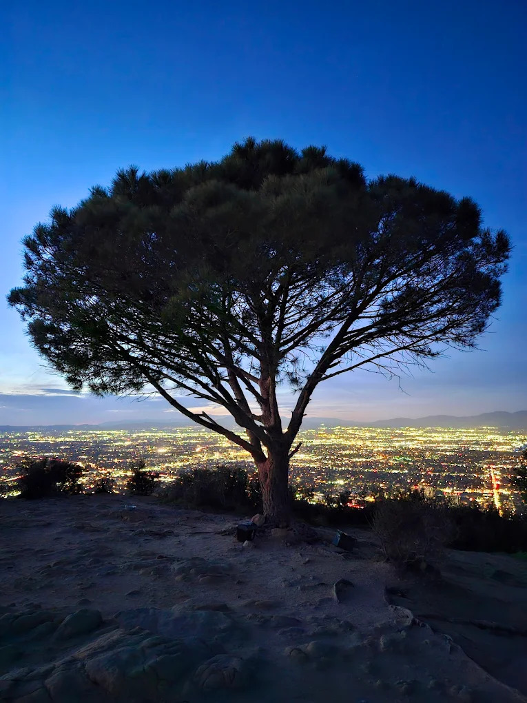 Wisdom Tree (Hollywood Hills)